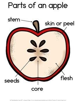 parts   apple diagram  worksheet   paulas primary classroom