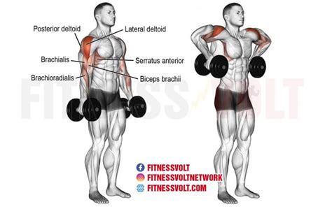 How To Do Dumbbell Armpit Row Shoulders Exercise Guides And Videos
