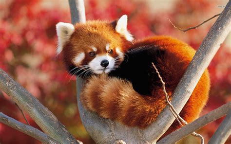 red panda wallpaper hd