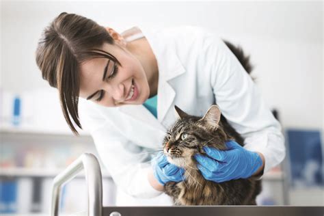 veterinarian examining  cat vet practice magazine