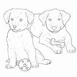 Lab Drawing Coloring Pages Labrador Getdrawings sketch template