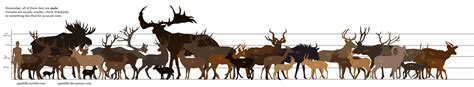 til   irish elk  extinct species  deer  weighed