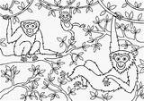 Mewarnai Giungla Colorare Hutan Jungle Disegni Monyet Anak Hewan Monkey Monkeys sketch template