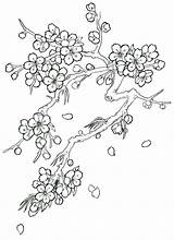 Cherry Blossom Coloring Tree Drawing Blossoms Flower Japanese Tattoo Flowers Pages Drawings Sketch Outline Trees Step Printable Color Sketches Tattoos sketch template