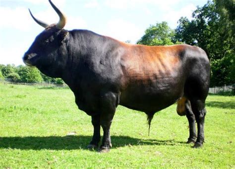 bildergebnis fuer auroch  fauna buffalo bulls bucking bulls dairy