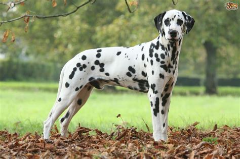 dalmatian dog breed facts highlights buying advice petshomes