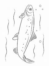 Coloring Salmon Pages Fish Recommended sketch template