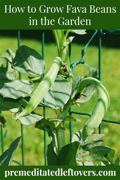 grow fava beans   garden  seeds  seedlings