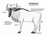 Wildebeest Designlooter sketch template