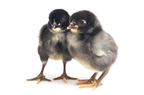 premium photo newborn black chicks on white
