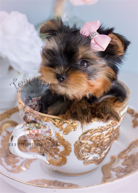 yorkshire terrier puppy  sale south florida teacups puppies