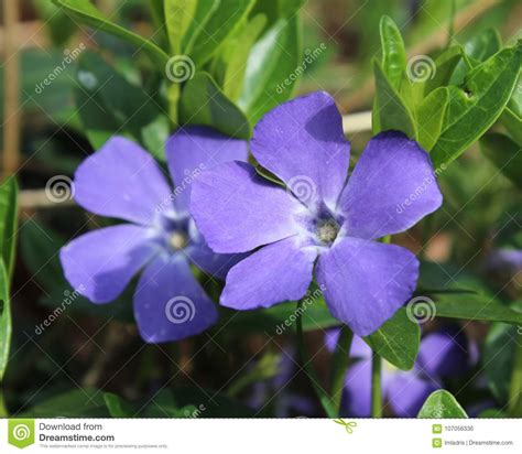purple vinca minor flowers stock photo image  pretty