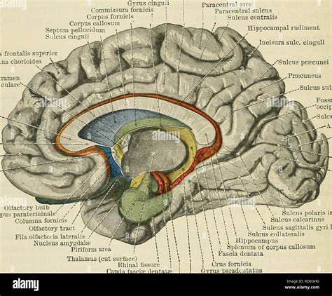 cunninghams text book  anatomy anatomy   nervous system length  corpus callosum