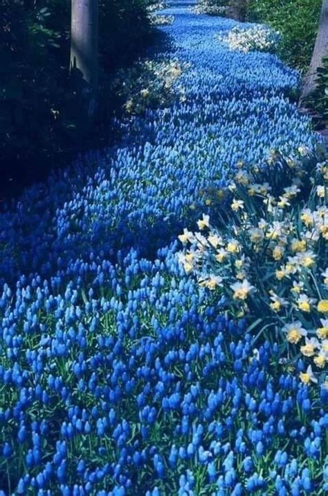 Pin De Barbara Dorton En Flowers Jardines Bonitos Jardín Azul