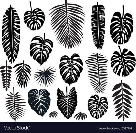 set  tropical leaves royalty  vector image