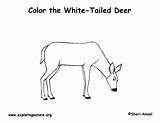 Tailed Doe Deers Whitetail Insertion sketch template