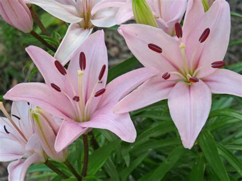 lilium tiny athlete dwarf asiatic lily world  flowering plants