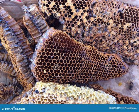 bijenkorf stock foto image  vientiaan laos bijenkorf