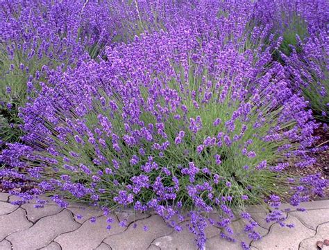 lavender planting care  trimming  mounds