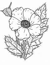 Coloring Poppy Wildflower Pages Drawing Color Printable Remembrance Getdrawings Comments sketch template