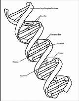 Dna Coloring Printable Sheet Pages Drawing Kids Helix Color Getcolorings Science Print Getdrawings sketch template