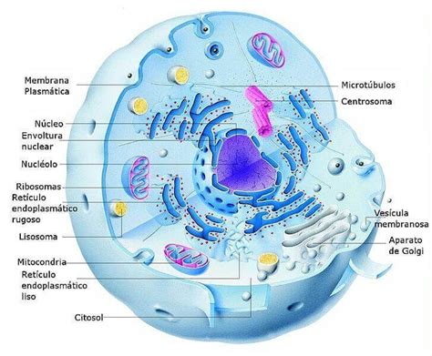 animal eukaryotic cell anatomiya cheloveka biologiya  meditsina