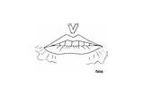 Mouths Articulation Coloring Pages Phonology Preview sketch template