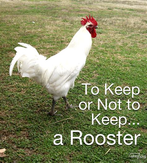 Should We Keep Our Rooster