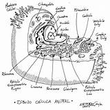 Celula Animal Vegetal Eucariota Célula Imagenpng Paraimprimir sketch template