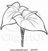 Anthurium Outline Coloring Flowers Two Clipart Flower Illustration Perera Lal Flamingo Royalty Rf 2021 Poster Print Anthuriums Clipground sketch template