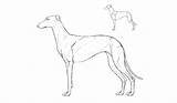 Dog Drawing Anatomy Greyhound Line Draw Getdrawings Paintingvalley Drawings sketch template