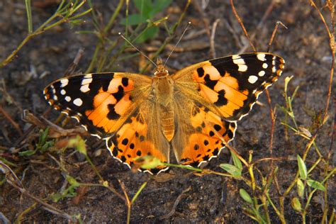 model predicts painted lady butterfly migrations based  breeding
