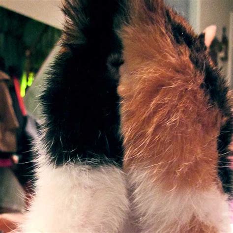 you sent us photos of cat butts — we expose some of the best catster