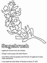 Coloring Sagebrush Nevada Drawing Sage State Pages Sawtooth Mountans Symbols Search Fall Flower Google Autumn Geography Printables Designlooter Color Printable sketch template