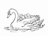 Swan Coloring Pages Animals Printable Kb sketch template