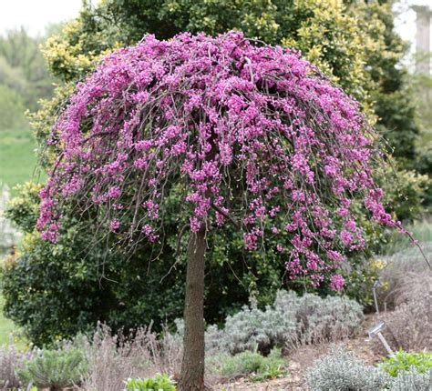 lavender twist redbud dwarf trees  landscaping ornamental trees landscaping trees