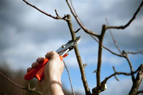 sierappel snoeien zo blijft hij  vorm tuinkriebels