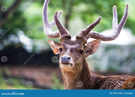 head shot  deer stock images image