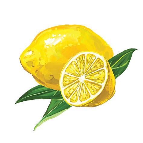 lemon clip art vector images and illustrations istock