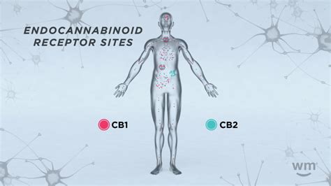 Cannabinoid 1 Receptor Cb1 Definition By Weedmaps