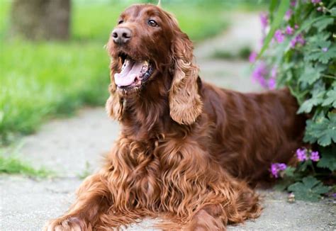 long haired dog breeds purewow lupongovph