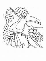 Toucan Coloring Pages Birds Recommended Kids sketch template
