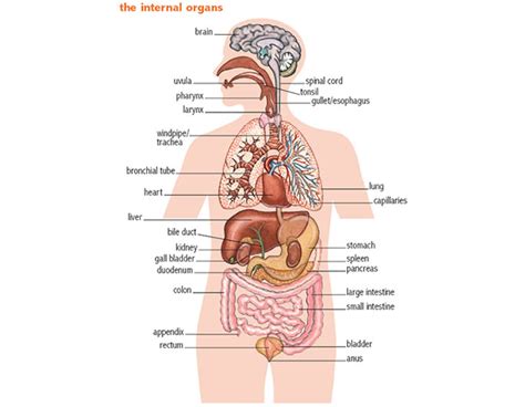 stomach 1 noun definition pictures pronunciation and usage notes