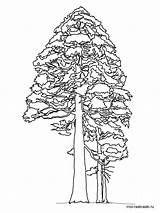Sequoia Tree Coloring Pages Kids Trees Printable Color sketch template
