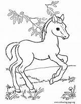Malvorlagen Pferde Ausmalbilder Ausdrucken Pasture Süße Hunde Adult Foals sketch template