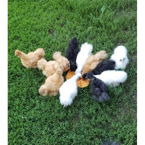 Cackle Hatchery Silkie Bantam Assorted Chickens Straight Run Male