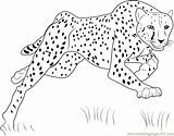 Cheetah Coloring Pages Bouncing Coloringpages101 sketch template