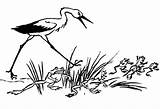 Stork Cegonha Andando Frogs sketch template