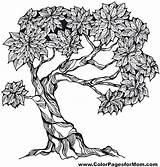 Coloring Tree Pages Colouring Adult Color Trees Colorpagesformom Drawing Advanced Adults Bonsai sketch template