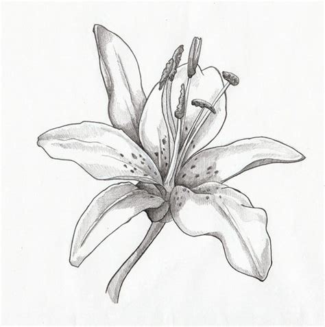 drawing lilies furosemide